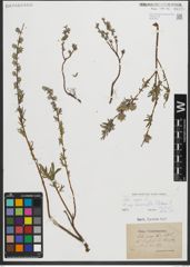 Foto von Salix repens subsp. rosmarinifolia (L.) Andersson